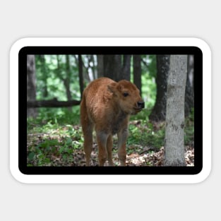 Bison Calf Sticker